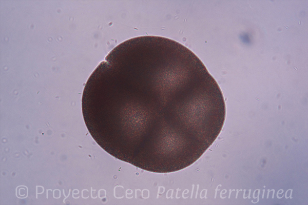 Embrión de P. ferruginea en fase de 4 blastómeros, durante unos de los ensayos de reproducción controlada. Foto: J. Guallart.